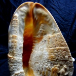 size 20cm     Jerusalem
cameo represents  WESTERN  WALL - the HOLY PLACE.
At left side implemented King Davids Tower.
Relief carved using the natural colors of the material.