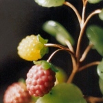 Raspberry. Silver, covered with gold, nephrite, rhodonite, rock crystal