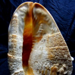 size 20cm     Jerusalem
cameo represents  WESTERN  WALL - the HOLY PLACE.
At left side implemented King Davids Tower.
Relief carved using the natural colors of the material.